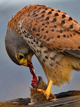 Kestrel