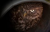 Little Owl