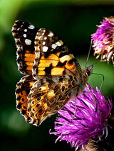 Painted Lady