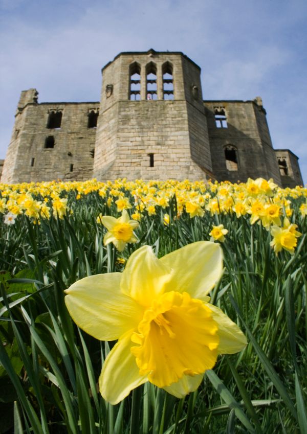 Warkworth Castle Daffodils Amble Photographic Group