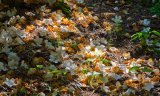 Woodland carpet