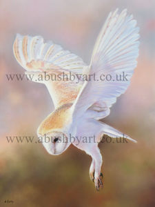Barn Owl