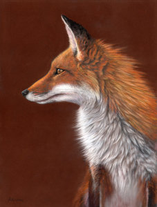 Red Fox