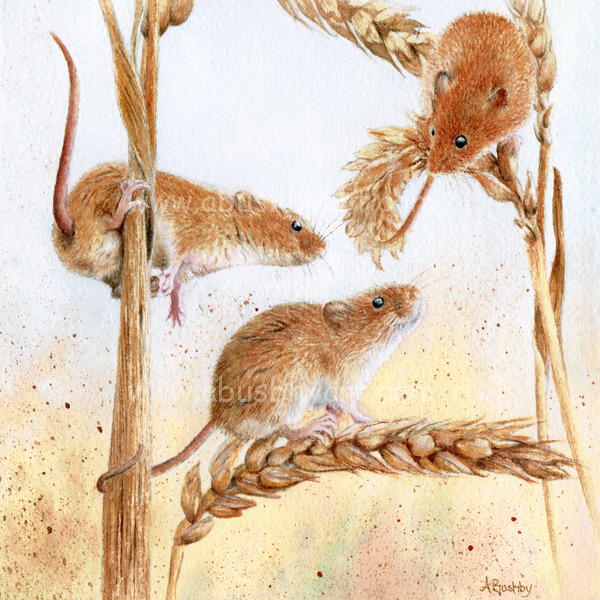 Harvest Mice