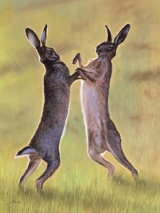 boxing hares