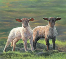 Lambs