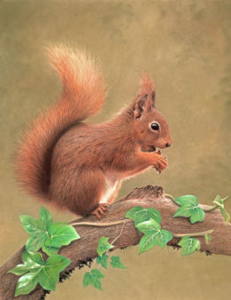 Red Squirrel