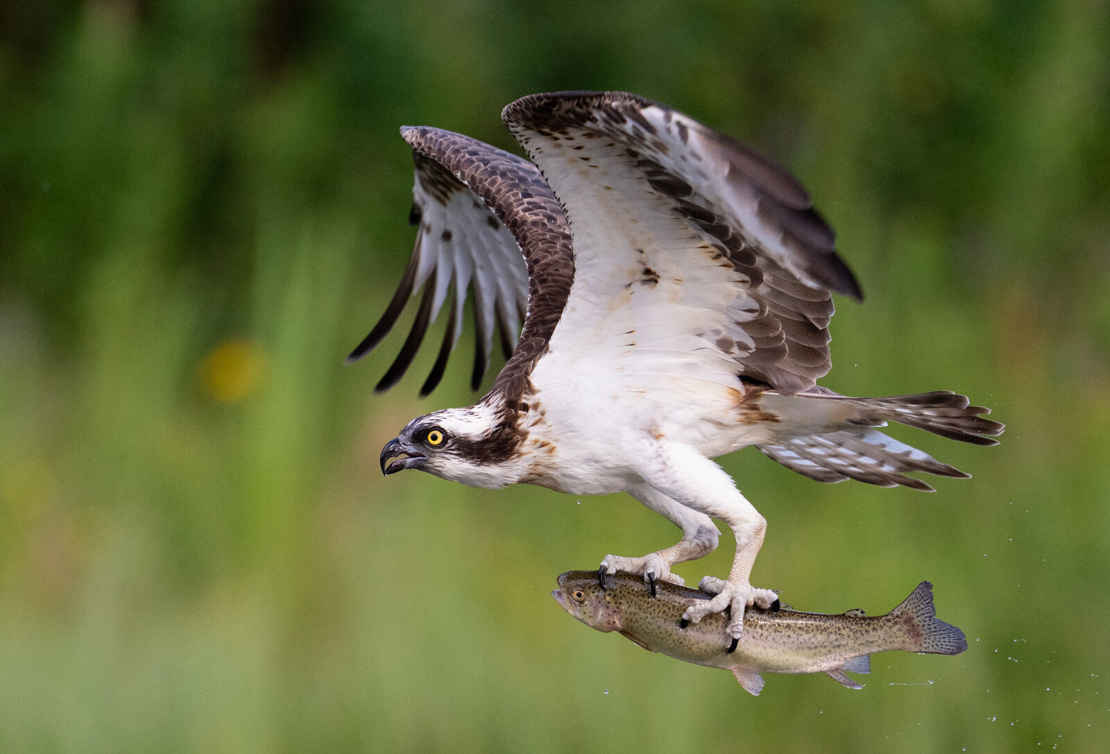 Osprey with Fish
