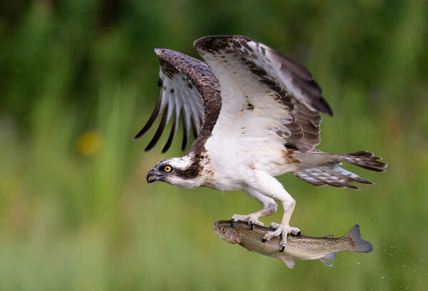 Osprey with Fish