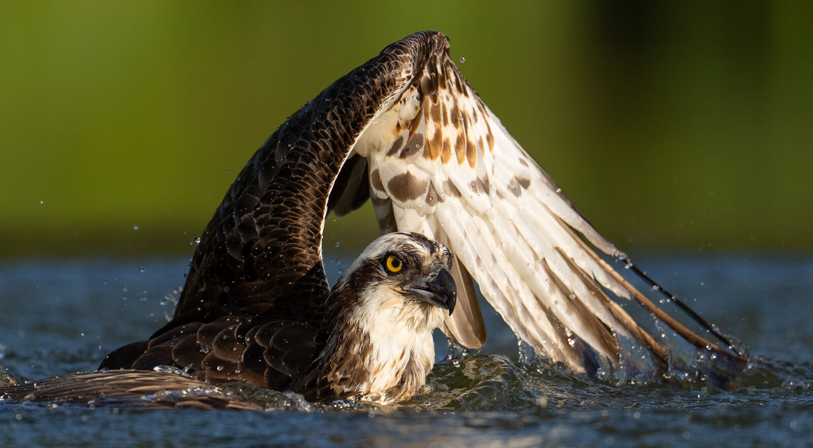 Osprey