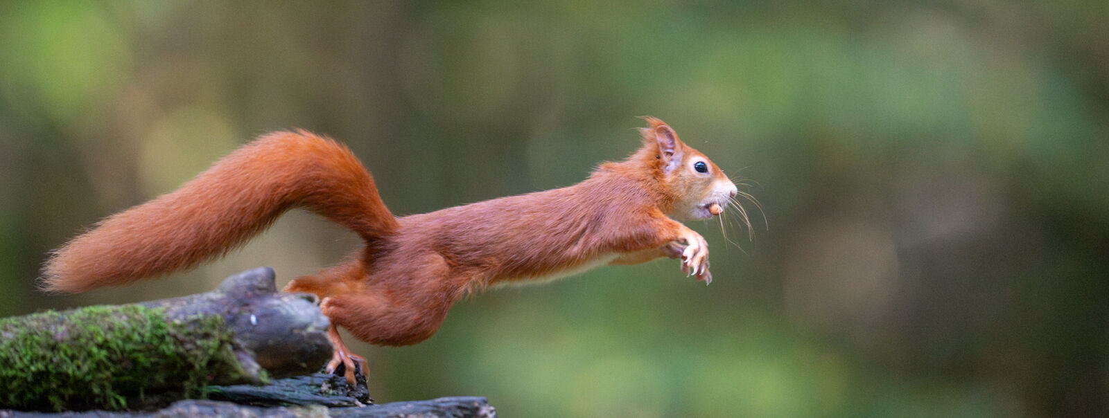 Red Squirrel