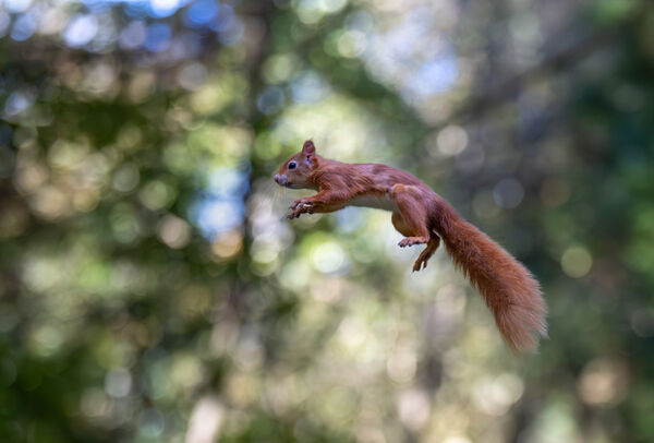 Flying Red Squirrel