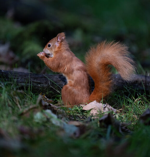 Red Squirrel