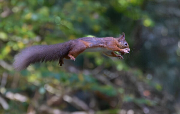 Red Squirrel