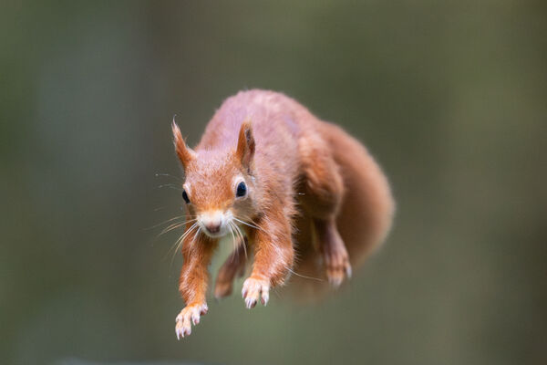 Red Squirrel