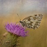 18 01 MARBLED WHITE by Katrina Wilson
