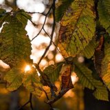 18 02 SUNBURST THROUGH THE LEAVES by Lee Odell