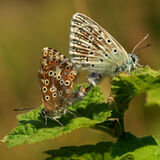 18 CHALK HILL BLUES by Barry Dackombe