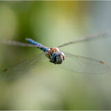 18 DRAGONFLY FLIGHT by Lee Odell