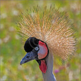 18 GREAT CRESTED CRANE by Gina Taylor