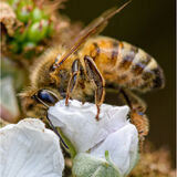 18 HONEY BEE by Clive Larrett