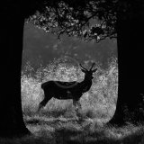 18, JUVENILE CERVUS ELAPHUS by Dee Ballard
