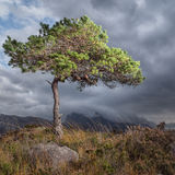 18 LONESOME PINE by Angela Dunn
