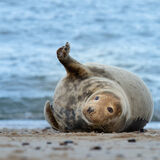 18 LONE SEAL by Katrina Wilson