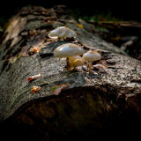 18, PORCELAIN MUSHROOMS by Paul Jones