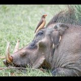 19 - AFTERNOON SPA TIME by Richard Burn