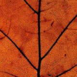 19 01 AUTUMN LEAF by Adrian Paine