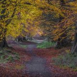 19 03 AUTUMNAL ASHRIDGE by Lee Odell