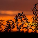 19 03 SUNSET FERN by Katrina Wilson