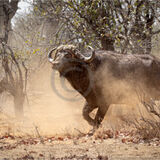 19 ANGRY BULL by Paul Wilson