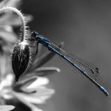 19 AZURE DAMSELFLY by John-Paul Thompson