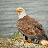 19 BALD EAGLE by Richard Burn