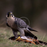 19, CAUGHT by Jo Glenister