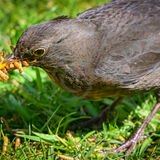 19 CHICK TO FEED by Tim Ford