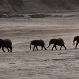 19 CROSSING THE RIVER BED by Paul Wilson