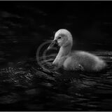 19 CYGNET by Lee Odell