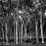 19 FEVER TREE FOREST by Paul Wilson