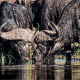 19 GETTING TOGETHER FOR A DRINK by Paul Wilson