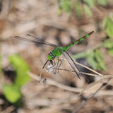 19 GREAT POND HAWKS DRAGONFLY by Lee Mullins
