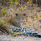 19 I'M WATCHING YOU! by Barry Dackombe