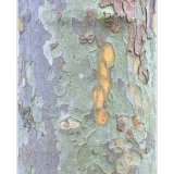 19 LONDON PLAN TREE BARK BY BEN PEET