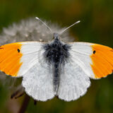 19 ORANGE TIP by John-Paul Thompson