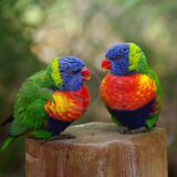 19 PARROT FASHION by Katrina Wilson
