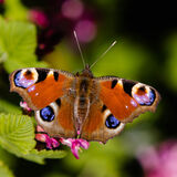 19 PEACOCK BUTTERFLY by John-Paul Thompson