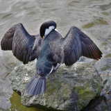 19, PIED SHAG - PHALACROCORAX VARIUS VARIUS by Lee Mullins