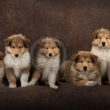 19 POSING PUPPIES by Katrina Wilson